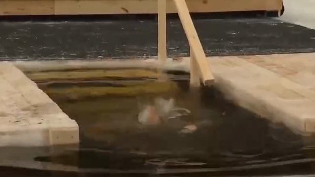 Владимир Владимирович тоже окунулся в прорубь. Отличный пример всем нам! смотреть онлайн