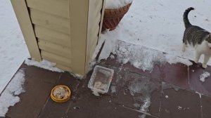 🐈⬛Пират с Кралей и товарищами кошмарят котошариков Клёпу и Енота.