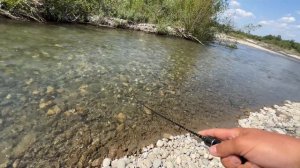 Лаба, трофейная форель