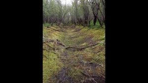 Такой овраг красивый Such a beautiful ravine