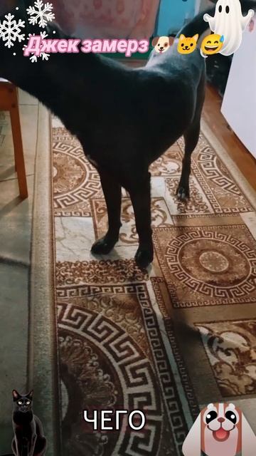 Джек замёрз🐶🐱😅 смотреть онлайн