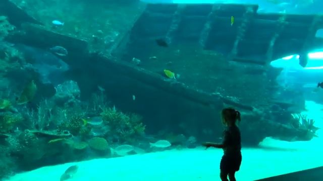 Океанариум с Акулами и Гигантский ОСЬМИНОГ ВЛОГ для детей Поймали покемонов смотреть онлайн