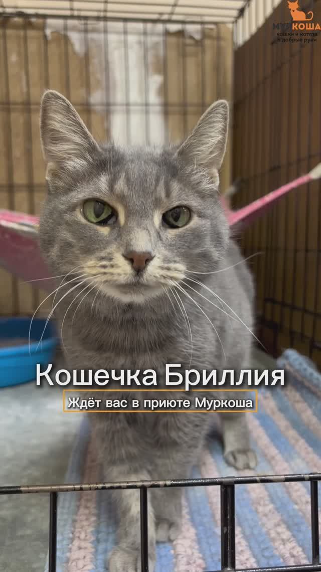 Бриллия ждёт вас в приюте #Муркоша