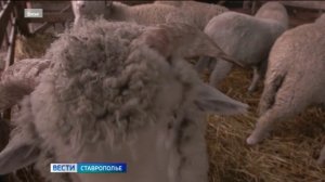 Предприниматель из Ставрополя незаконно получил свыше 4 млн рублей субсидии