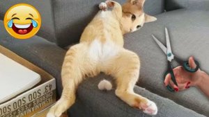 ВИДЕО ПРИКОЛЫ С ЖИВОТНЫМИ МАСТЕРА ИЛЛЮЗИЙ🙀 СМЕШНЫЕ ЖИВОТНЫЕ😂