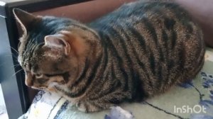 18 января в Ейске стоят морозы -15❄️ Аварийное отключение... О Тихоне...