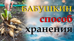 Как сохранить георгины без потерь, расскажу несколько проверенных способов