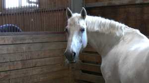 Югорский «Мустанг» продолжает покорять новые вершины конного спорта