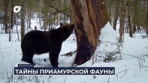 Дальний Восток на связи / Большехехцирский заповедник