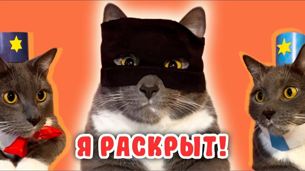 Если бы котики СТАЛИ ПОЛИЦЕЙСКИМИ! смотреть онлайн