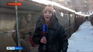 В иркутском питомнике «К-9» в усиленном режиме согревают питомцев