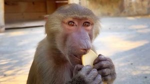 Хороша ложка Степану,  как игрушка - огонь! Стёпа кусает ложки, это лучше чем девчонок! Гамадрилы