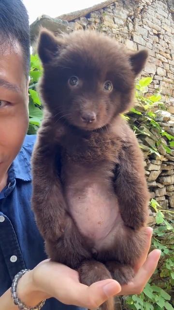 Просто медвежонок смотреть онлайн