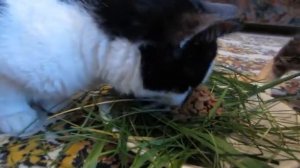 Пранкуем котов