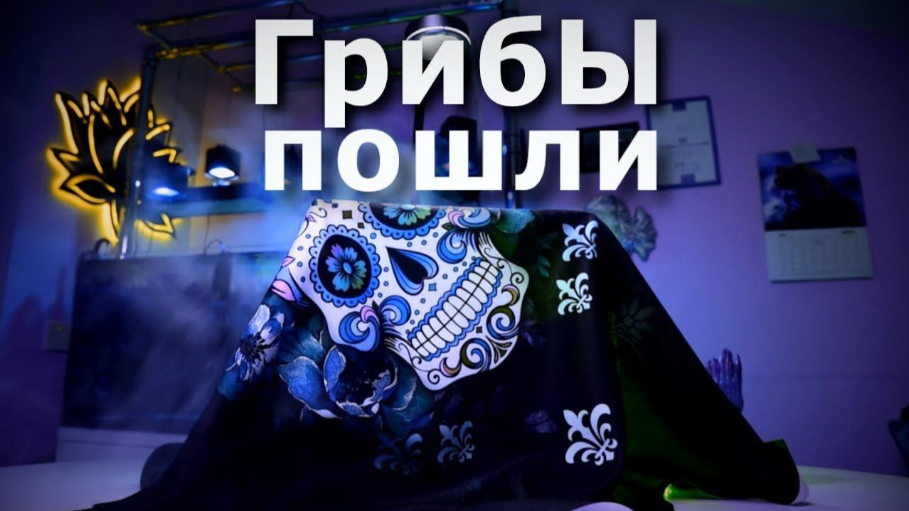 Выращивание грибов в домашних условиях. Шампиньоны for all смотреть онлайн