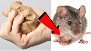 Как избавиться от мышей и крыс навсегда За 1 минуту.САМЫЕ ЛУЧШИЕ СПОСОБЫ В МИРЕ!