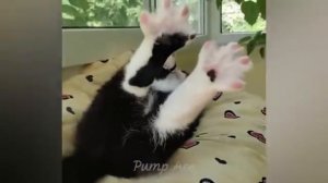 Животные приколы и не только😅