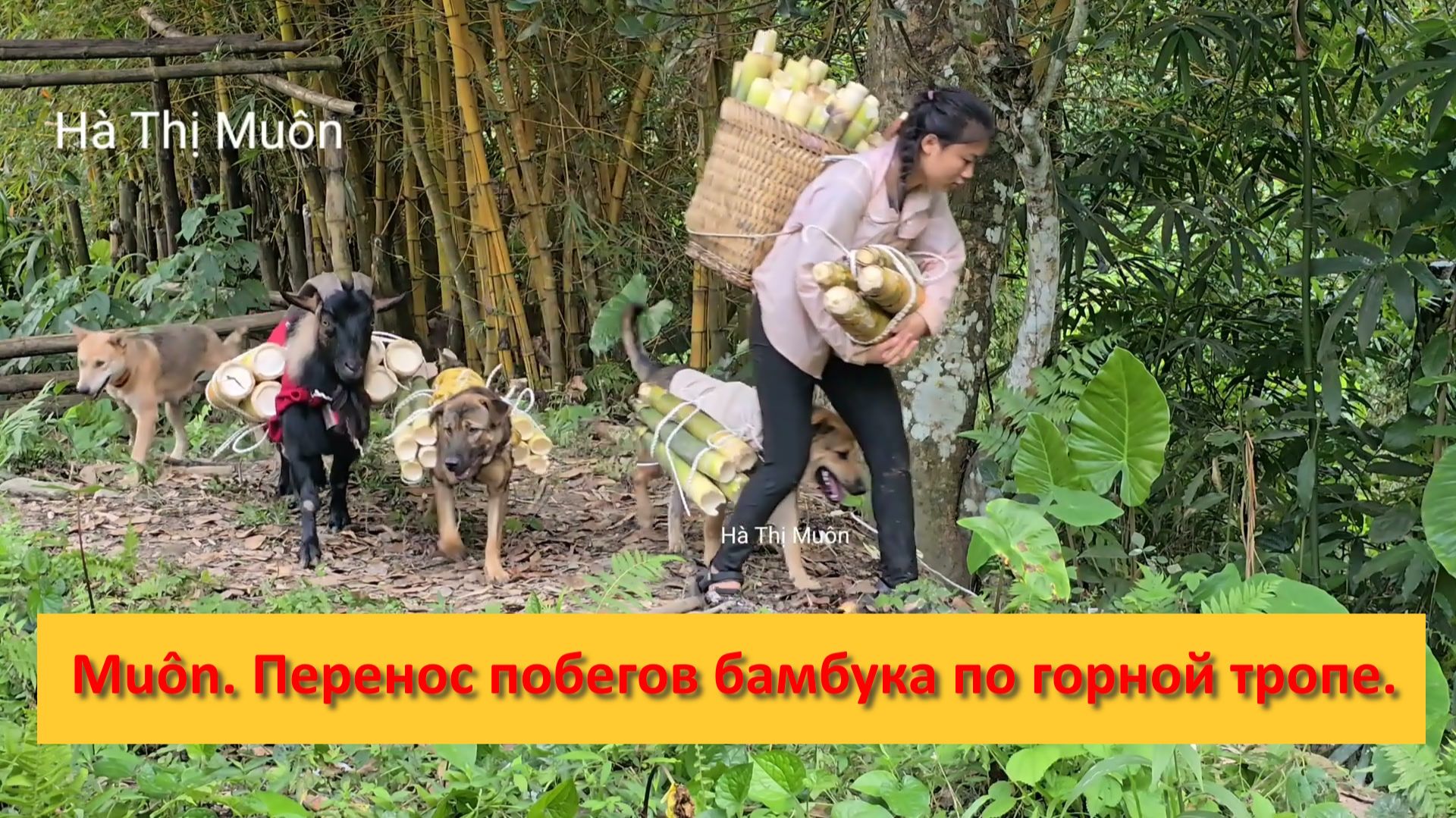 Muôn и друзья из Вьетнама. Перенос побегов бамбука по горной тропе. смотреть онлайн