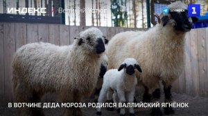 В Вотчине Деда Мороза родился валлийский ягнёнок