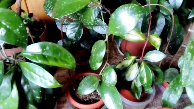 Чубушник Лемуана и Вейгела в цвету 2025 смотреть онлайн