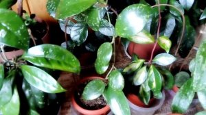 Чубушник Лемуана и Вейгела в цвету 2025