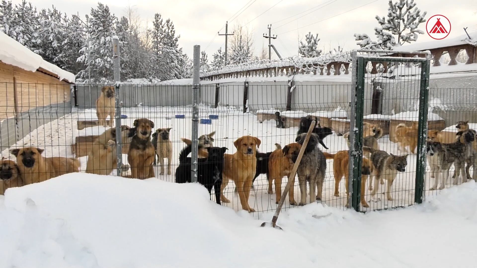 Борьба с ростом бездомных животных в Югре смотреть онлайн