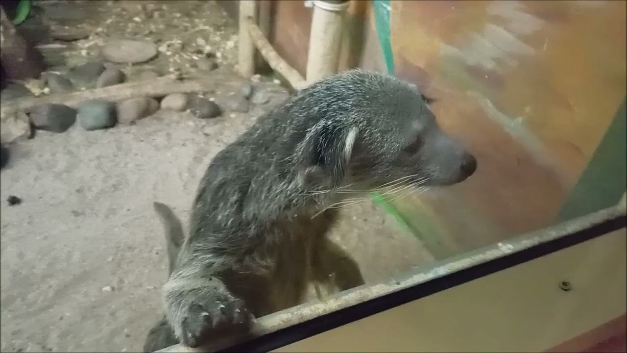 Малыши бинтуронгов после завтрака пошли отдохнуть 12.01.2026 смотреть онлайн