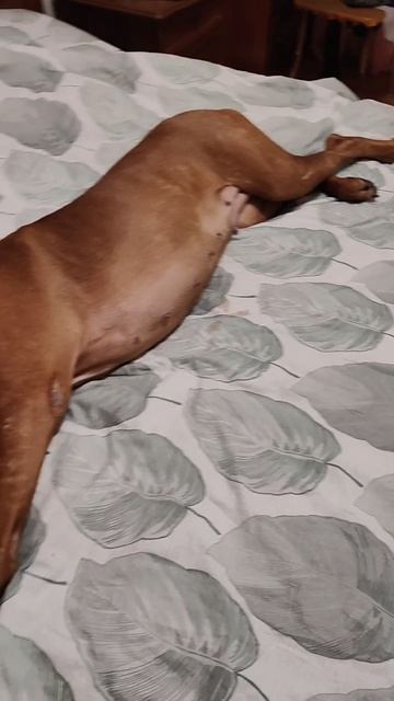 Любимая поза