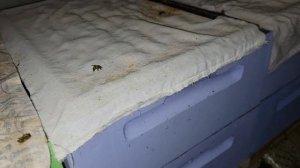 20-01-2026 Обзор зимовки