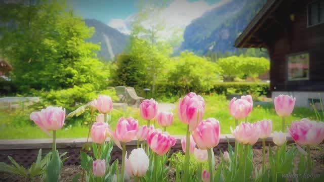 Жизнь в швейцарской сельской местности — расслабляющее путешествие по красивым швейцарским деревням. смотреть онлайн