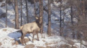 Изюбрь принял солнечные ванны в Джилинском заказнике