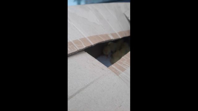 Сезон цыплят открыт смотреть онлайн