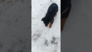 Красавчики охраняет фазенду