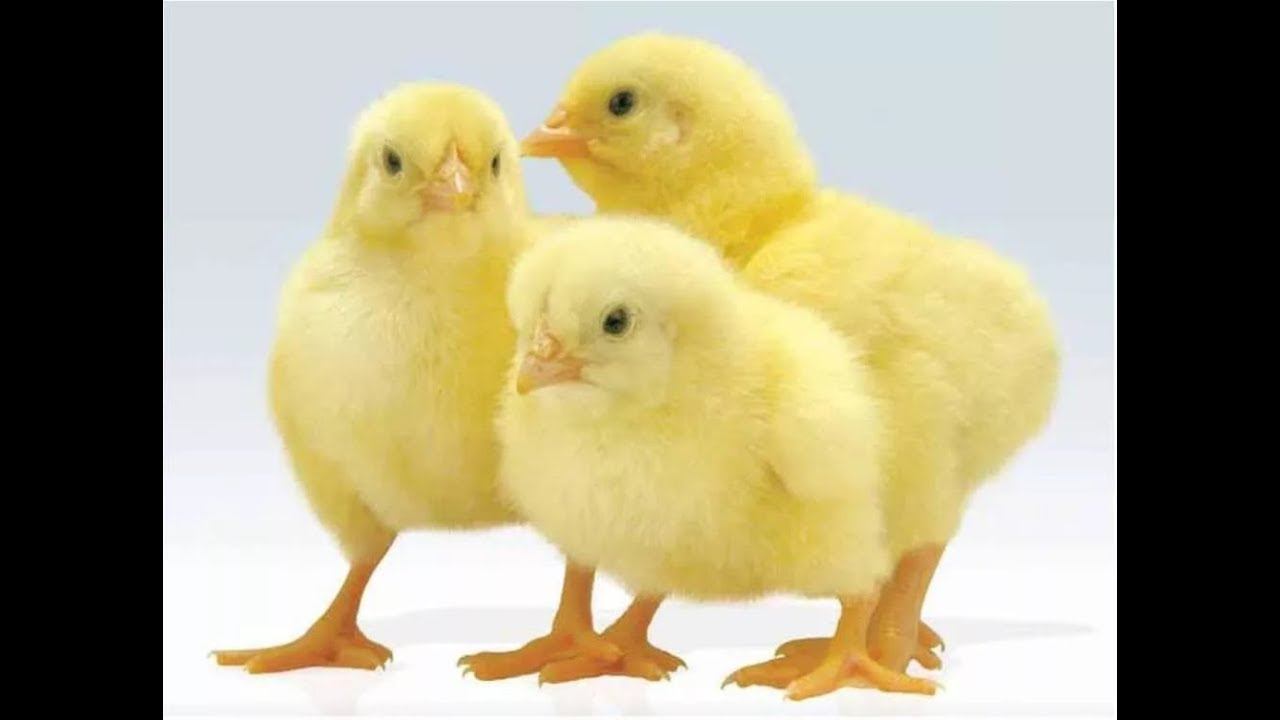 Прямой эфир. Бройлеры 1 День