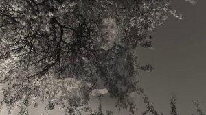 Трейлей кинофильма Верный