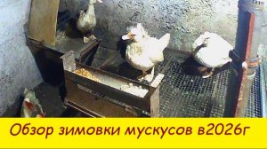 Обзор зимовки мускусов в 2026 году