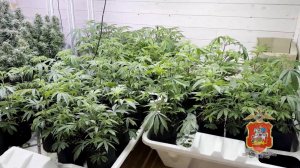 Подмосковные полицейские задержали двоих мужчин, подозреваемых в покушении на сбыт партии марихуаны