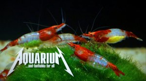 Креветка рилли for all