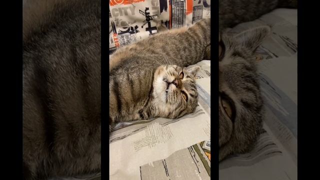 приколюшки зверушки.mp4 смотреть онлайн