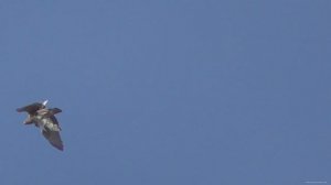 Ястреб забрал черноголового голубя