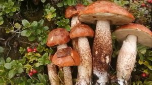 Попали в бело-подосиновиковый рай