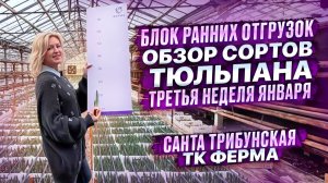 Обзор тюльпанов в блоке для ранних отгрузок