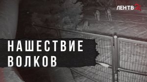 В Лужском районе участились случаи выхода волков в жилой массив