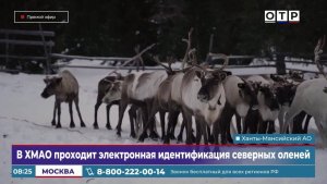 В ХМАО проходит электронная идентификация северных оленей