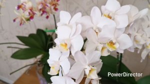 Цветение орхидей в январе 2026 г. Продолжение.