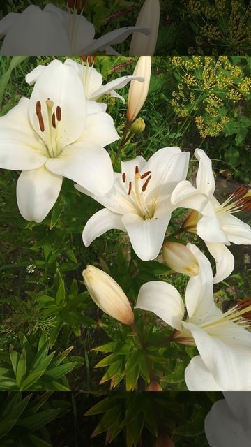 Чтобы сад красиво цвёл с ранней весны и до поздней осени смотреть онлайн