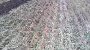 Работа по козам