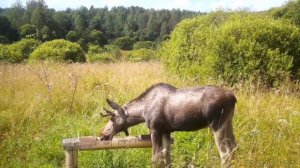 Просто красавец лось