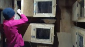 Проверка крольчихи на беременность крольчат.Метод пальпации.