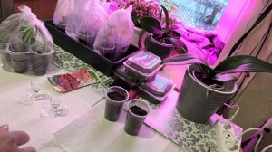 Посеяла цветы 🌺🌺🌺 Два горшечных томата 🪴🍅 Сезон открывается 💃💃💃💃